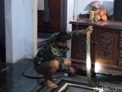 Ngeri! King Cobra Masuk Rumah Warga di Pandeglang