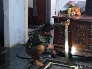 Ngeri! King Cobra Masuk Rumah Warga di Pandeglang Ngeri! King Cobra Masuk Rumah Warga di Pandeglang