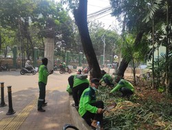 Melihat Petugas Dinas Kehutanan Rapikan Tanaman yang Terinjak Massa Demo