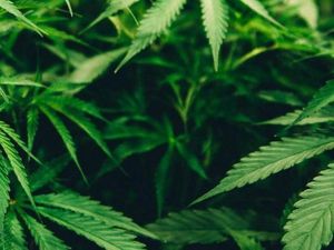 Video: Terbongkar Kebun Ganja di Dalam Kamar Pasutri WNA di Bali Video: Terbongkar Kebun Ganja di Dalam Kamar Pasutri WNA di Bali