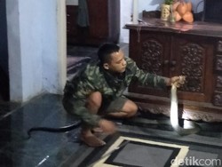 Geger Ular King Cobra Kejar Biawak Masuk Rumah di Pandeglang