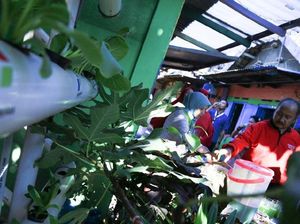 Kampung Hijau, Kurangi Sampah Plastik di Kota Surabaya Kampung Hijau, Kurangi Sampah Plastik di Kota Surabaya