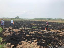 Polisi Tangkap 2 Pembakar Lahan di OKI