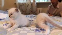 Kumpulan Foto Kucing yang Gagal Tapi Lucu