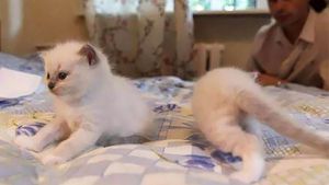 Kumpulan Foto Kucing yang Gagal Tapi Lucu