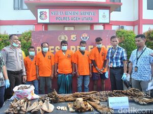Polisi Tangkap Pelaku Perdagangan Kulit Harimau Sumatera di Aceh Utara