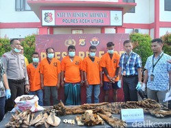 Polisi Tangkap Pelaku Perdagangan Kulit Harimau Sumatera di Aceh Utara