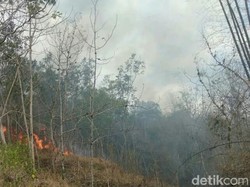 Gunung Orak-arik Kembali Terbakar, 1,5 Hektare Hutan Hangus