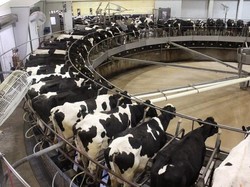 Produsen Susu Selandia Baru Jual Peternakan di China Rp 5 T