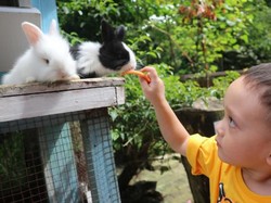 Ini 4 Tempat di Lembang yang Punya Wisata Kelinci