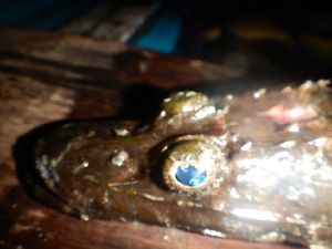 Penemuan Langka di Papua: Ikan Kepala Buaya