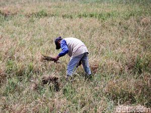 Mentan Syahrul: Data Pangan Wajib Pakai Punya BPS!