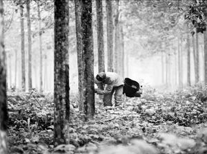 Knowing trees, i understand the meaning of patience