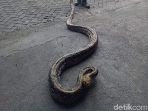 Piton Sepanjang 5 Meter Melintas di Kuburan Bikin Geger Warga Bali!