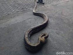 Piton Sepanjang 5 Meter Melintas di Kuburan Bikin Geger Warga Bali!