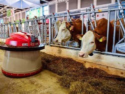 Mulanya dari Asia Tenggara, Ini Penyebab RI Kemasukan Penyakit Kutil Sapi