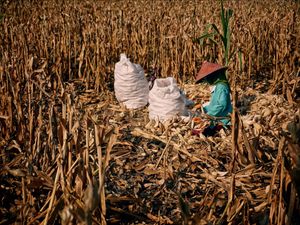 Pengupas Jagung ( Wajah Pekerja )