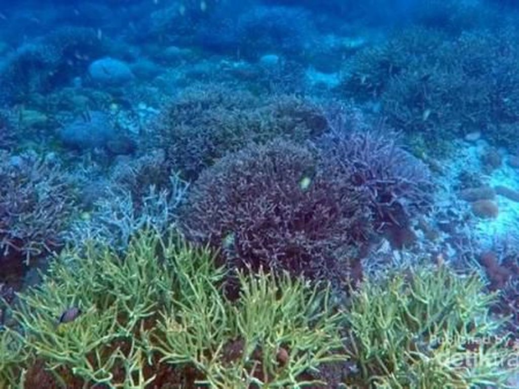 Saat Para Penjaga Terumbu Karang Raja Ampat Berlatih Saat Para Penjaga Terumbu Karang Raja Ampat Berlatih