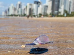 Tumpahan Minyak Misterius Cemari Pantai-pantai Brasil Sepanjang 3 Ribu Km