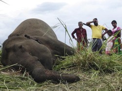 Tersambar Petir saat Badai Besar, 18 Gajah di India Mati