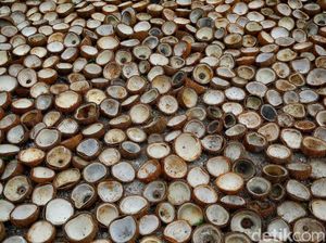 Ironi Petani Kopra di Miangas Ironi Petani Kopra di Miangas
