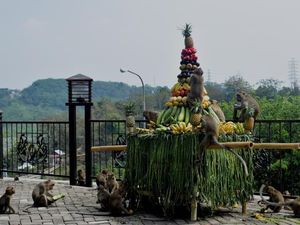 Berwisata dan Menyapa Ratusan Monyet di Goa Kreo Semarang Berwisata dan Menyapa Ratusan Monyet di Goa Kreo Semarang