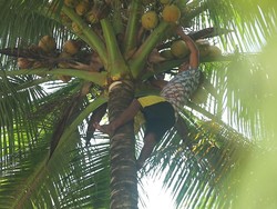 Pilu Penderes Tua di Pangandaran, Meninggal Sambil Peluk Pohon Kelapa