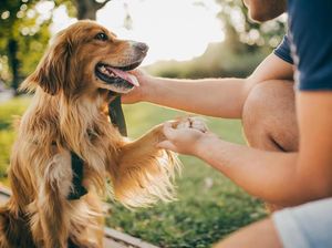 7 Tahun Hilang, Anjing Ini Berhasil Ditemukan Berkat Microchip 7 Tahun Hilang, Anjing Ini Berhasil Ditemukan Berkat Microchip