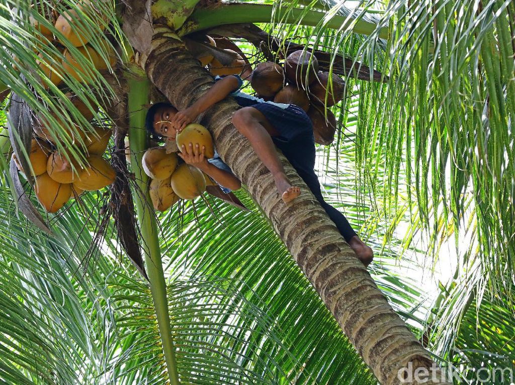 Di Pulau Miangas, Jangan Coba-coba Sembarangan Petik Kelapa Di Pulau Miangas, Jangan Coba-coba Sembarangan Petik Kelapa