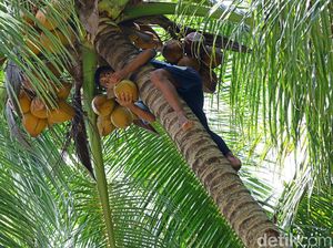 Di Pulau Miangas, Jangan Coba-coba Sembarangan Petik Kelapa Di Pulau Miangas, Jangan Coba-coba Sembarangan Petik Kelapa