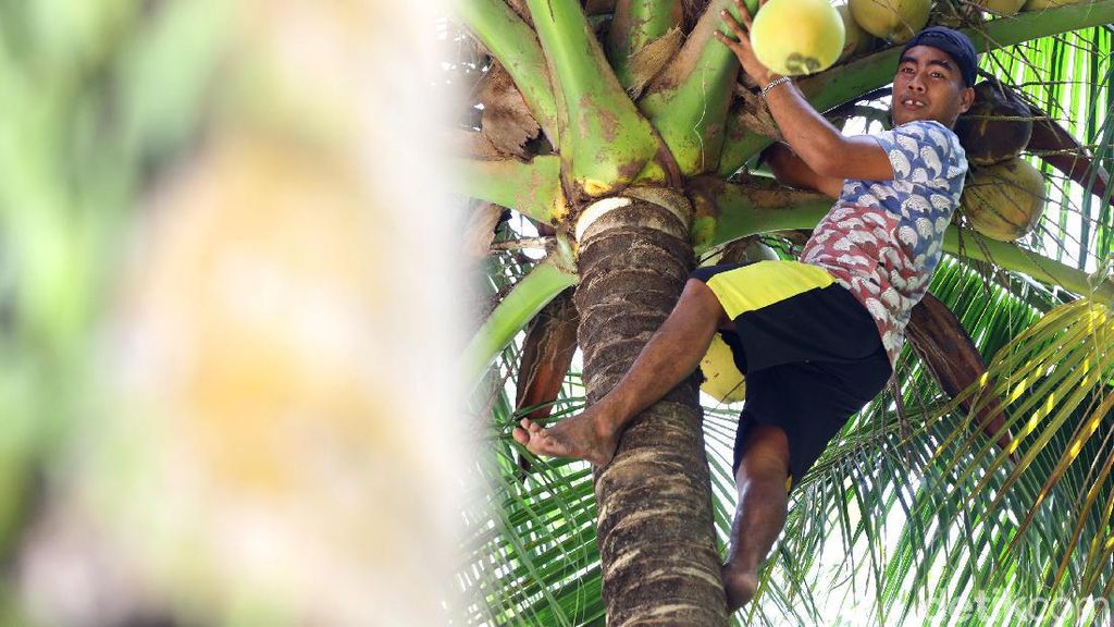 Ini Hukum Adat Petik Kelapa di Miangas Ini Hukum Adat Petik Kelapa di Miangas