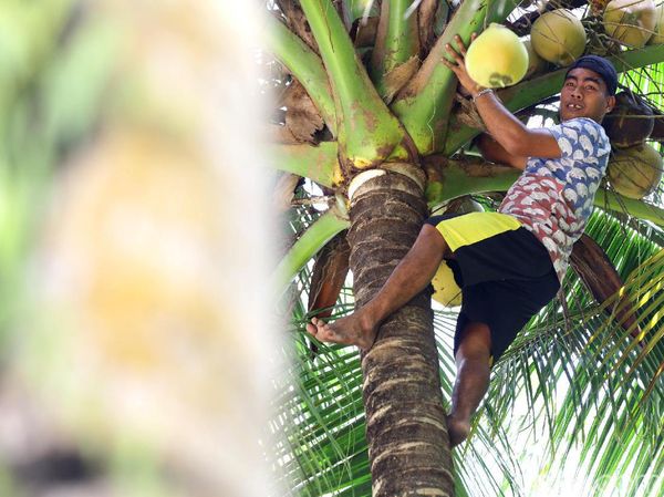Ini Hukum Adat Petik Kelapa di Miangas