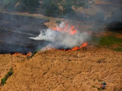 Bakar Lahan lalu Pulang, 2 Pria di Siak Riau Jadi Tersangka Karhutla