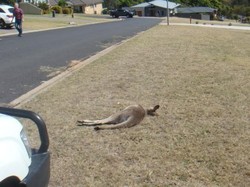 Kasihan! 20 Kanguru Mati dalam Insiden Tabrak Lari di Australia