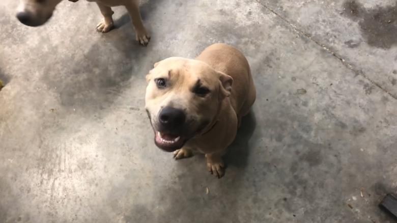 Tragis Anjing Pitbul Di Florida Mati Gara Gara Lindungi 2 Anak