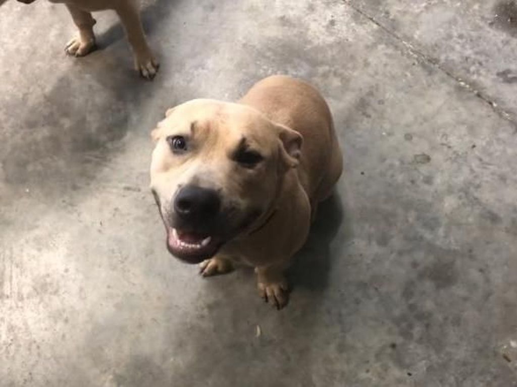 Anjing Pitbull di AS Mati Usai Lindungi 2 Anak dari Ular Berbisa Anjing Pitbull di AS Mati Usai Lindungi 2 Anak dari Ular Berbisa