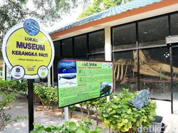 Bisa Lihat Paus Sampai Penyu di Pulau Tidung Kecil