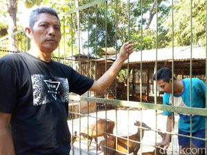 Kisah Imam Subaweh, dari Hobi Berburu ke Pelihara Puluhan Kijang