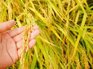 Wouw! Satu Mangkuk Nasi Hasil Panen Ini Harganya Rp 20 Juta