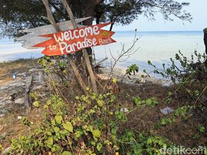 Tidung Kecil Diincar Jadi Destinasi Wisata Kucing Tidung Kecil Diincar Jadi Destinasi Wisata Kucing