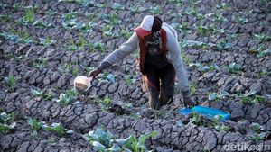Kemarau Panjang, Petani Padi Beralih Tanam Kembang Kol