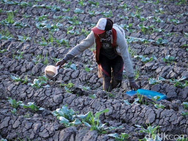 Kemarau Panjang, Petani Padi Beralih Tanam Kembang Kol
