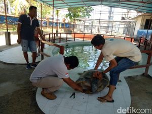 18 Penyu Korban Truk Kecelakaan di Legian Bali Dirawat di Penangkaran