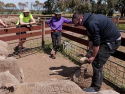 Petani Australia Kesulitan Cari Pekerja, Backpacker Butuh Kemampuan Siap Kerja
