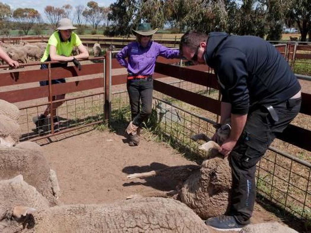 Petani Australia Kesulitan Cari Pekerja, Backpacker Butuh Kemampuan Siap Kerja Petani Australia Kesulitan Cari Pekerja, Backpacker Butuh Kemampuan Siap Kerja
