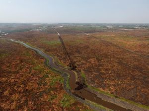 Penampakan Perubahan Hutan Kalimantan dari 1990-2019