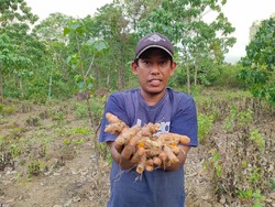 Ini Sosok yang Ubah Wajah Lamteuba dari Surga Ganja ke Lahan Kunyit