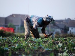 Nilai Tukar Petani Naik 0,63% ke 103, Apa Artinya?