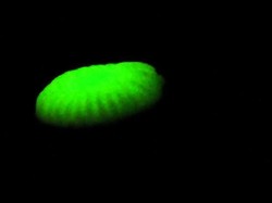 Foto: Jamur Menyala dan Warna-warni Halimun Salak