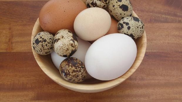 Man holds a big egg in front of a goose. A goose egg is equivalent to about three chicken eggs